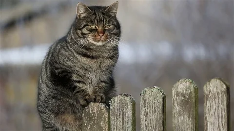 Cat sitting on a fence. Stock Footage 85099114