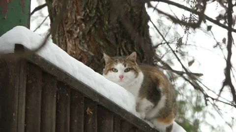 Cat is sitting on the fence Stock Footage 99494569