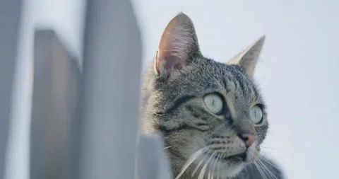 Cat sitting on the fence Stock Footage 209197239