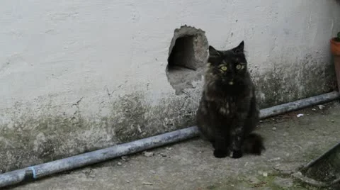 Cat sitting on the floor. Video stock 8931656