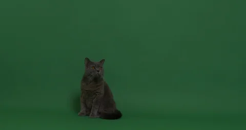 A cat sitting on the floor Stock Footage 102998235