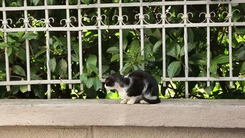 Cat sitting on floor Stock Footage 135436807