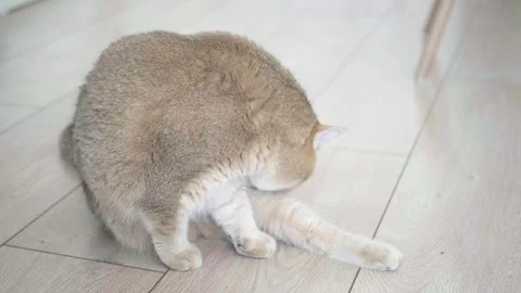 The cat is sitting on the floor licking itself Stock Footage 270070831