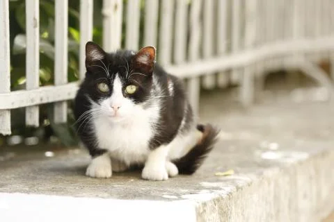 Cat sitting on floor Foto stock