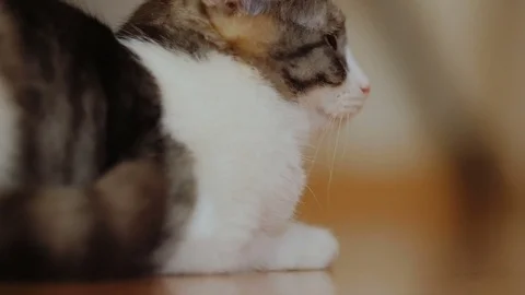 The cat sitting on the floor turns to the side of the video camera and looks Stock Footage 76989754