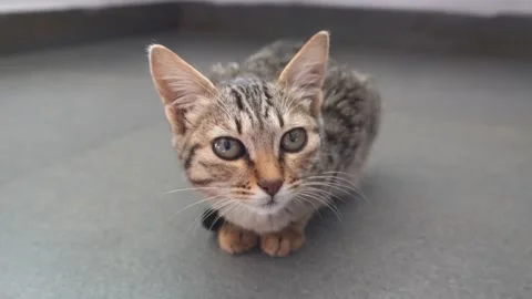 Cat Sitting Stock Footage 230889009