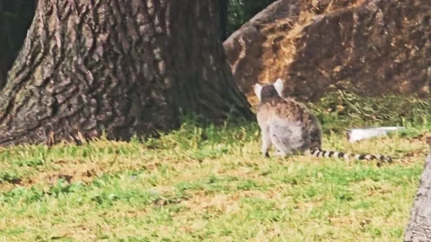 A cat that is sitting. Stock Footage 282633076