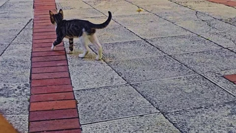 A cat that is sitting. Stock Footage 284064826