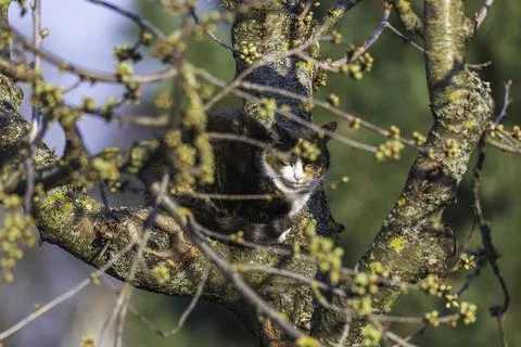 A cat is sitting in the fork of a tree Foto stock