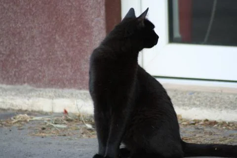 A cat sitting in front of a building Stock Photos