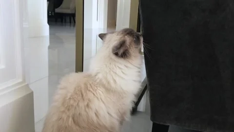 A cat sitting in front of a door Stock Footage 155355573
