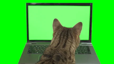Cat sitting in front of a laptop computer, looking at the screen facing backward Vidéo 250203669
