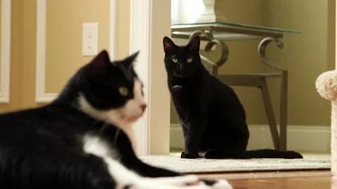 A cat sitting in front of a mirror Stock Footage 155356384