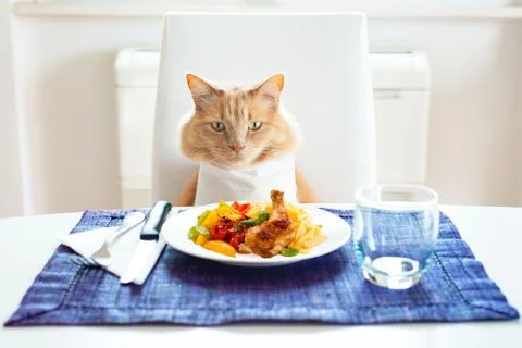 Cat sitting in front on a table set like a human with food on the plate Stock Photos