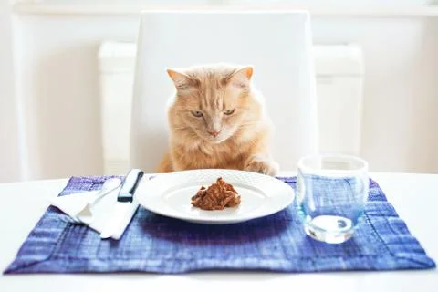 Cat sitting in front on a table set like a human looking his favourite wet fo Stock Photos