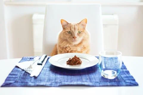 Cat sitting in front on a table set like a human with his favourite wet food  Stock Photos