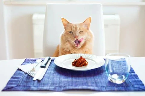Cat sitting in front on a table set like a human licks his moustache with his Stock Photos