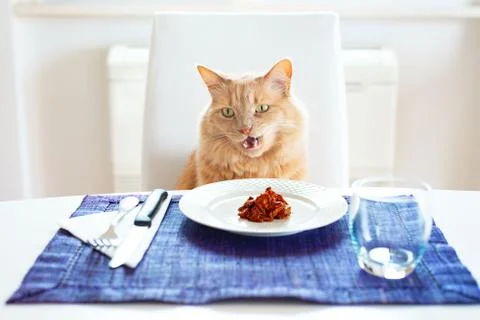 Cat sitting in front on a table set like a human with wet food on the plate Stock Photos