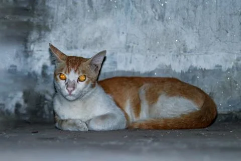 A cat sitting front on a wall looking at front and his eye color is red Stock Photos
