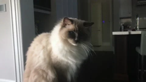 A cat sitting in front of a window Stock Footage 155393071