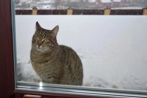 A cat sitting in front of a window Stock Photos