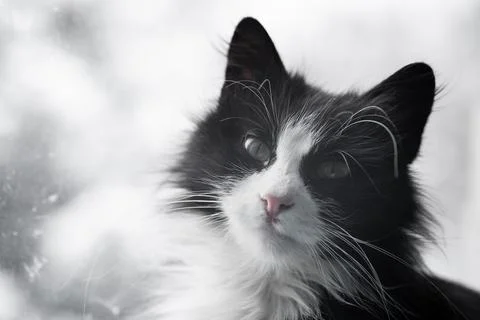 The cat is sitting in front of the window Stock Photos
