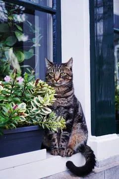 Cat sitting in front of a window Stock Photos