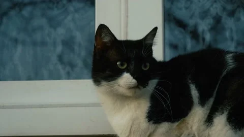 A cat sitting in front of the window of a residential building Stock Footage 170256447