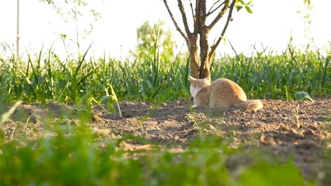 Cat sitting in the garden Stock Footage 85421264