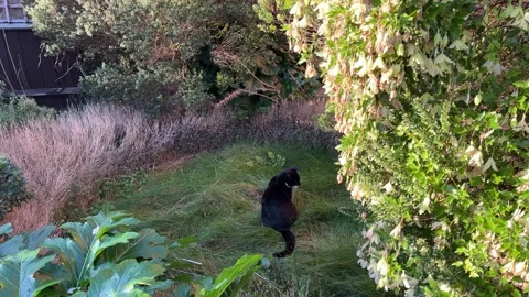 Cat sitting in a garden Stock Footage 221178643