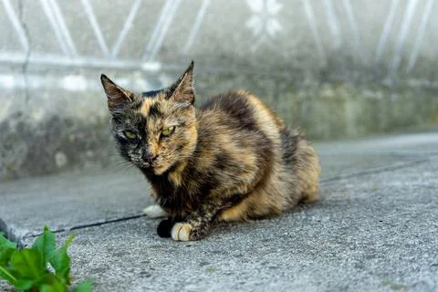 Cat sitting in the garden Stock Photos