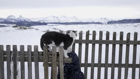 Cat Sitting on Garden Scarecrows Looking Around Stock Footage 307895413