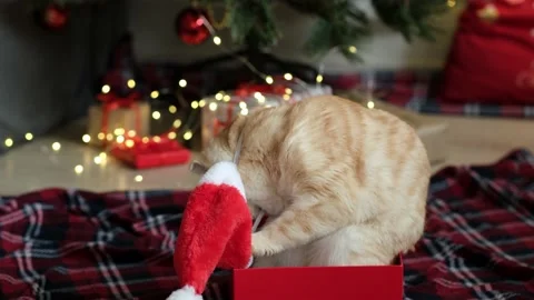 Cat sitting in gift box and trying to take off Santa hat on background of Video stock 165929760