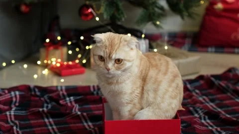 Cat sitting in gift box on background of decorated Christmas tree with lights Stock-Footage 165929546