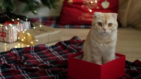 Cat sitting in gift box on background of decorated Christmas tree with lights Stock Footage 166145130