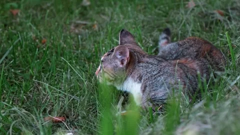 The cat is sitting in the grass and hunting. A jump to catch the prey. Animal Stock Footage 343742260