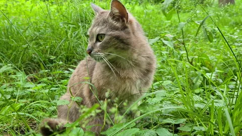 The cat sitting in the grass and looking around. Vídeos de archivo 161074894