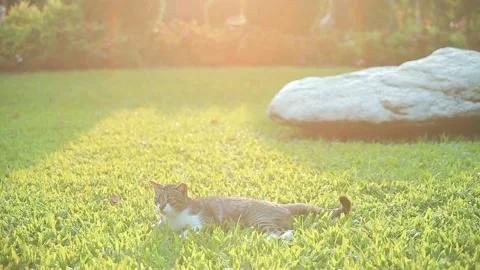 Cat Sitting on Grass With Flare Sunlight in Evening  in Park Video stock 153578500