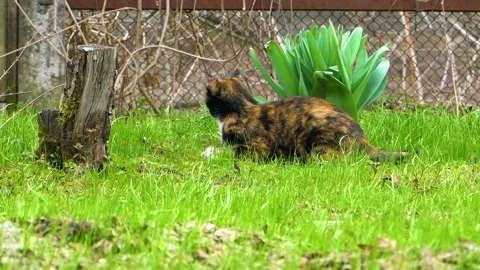 Cat sitting on the grass Stock Footage 110730139
