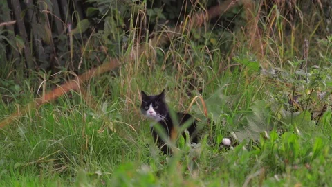 Cat is sitting in grass Stock Footage 114489785