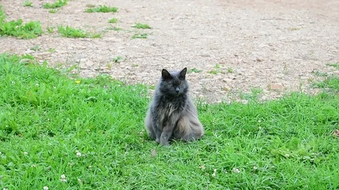 Cat is sitting on the grass Stock-Footage 117472353