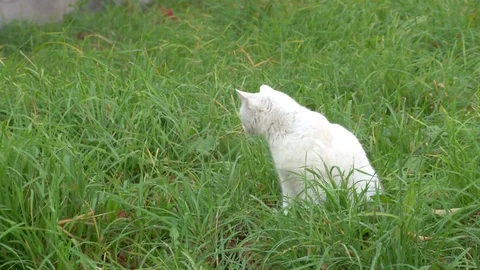 Cat is sitting in the grass Stock Footage 119809358