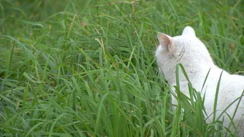 Cat is sitting in the grass Stock Footage 119809739