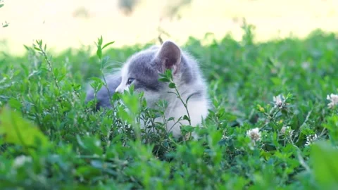 Cat sitting in the grass Stock Footage 138316633