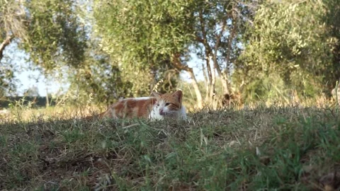 A cat is sitting on the grass Stockbeeldmateriaal 245238649