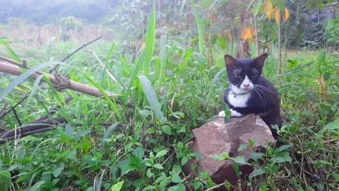 The cat is sitting on the grass Stock Footage 313463987