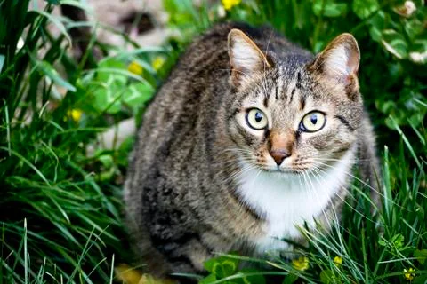 Cat sitting in the grass. Stock Photos