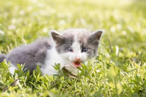 Cat sitting in the grass... Stock Photos