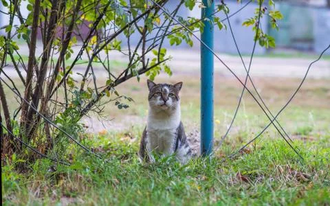 The cat is sitting on the grass. Foto stock