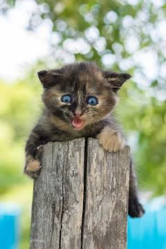 Cat sitting in the grass.. Stock Photos